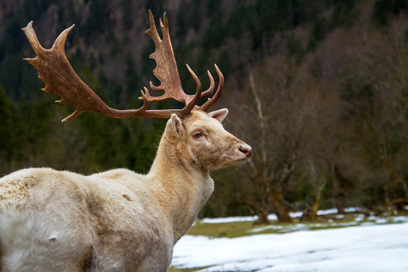 Wildlife Encounter